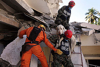 How to Help Animals in Haiti: In the LINK of an Eye! 