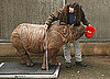 Photos of a Baby Rhino