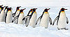 Photos of King Penguins