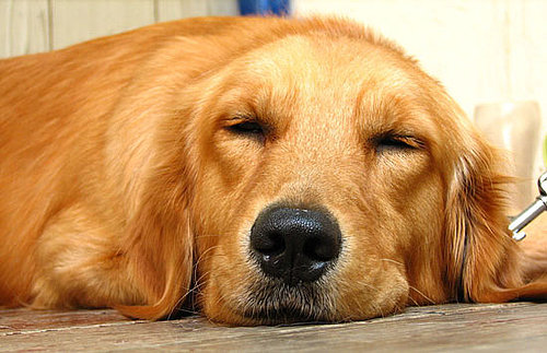 What Do You Know About Golden Retrievers?