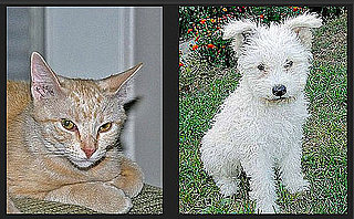Name the Cuter Pet For a Chance to Win $1,000!