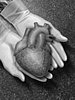 Organ Donation in the United States