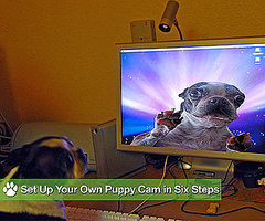 Set Up Your Own Puppy Cam in 6 Steps