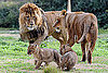Would You Download Animal Mating Call Ringtones?