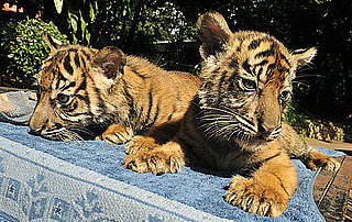 Wealthy Indonesians Can Own a Pet Tiger Duo For $100,000?!