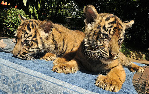 Wealthy Indonesians Can Own a Pet Tiger Duo For $100,000?!