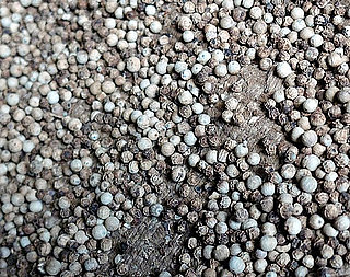 White Pepper: Love It or Hate It?