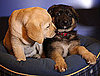 Sugar Shout Out: Popular Dog Breed Pups Share a Kiss!