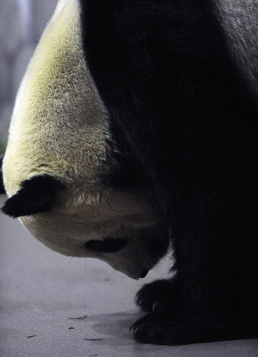 Awww, So Sad Awww, So Sad