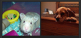 Not Into Football? Play the "Which Pet Is Cuter?" Game Instead.