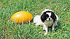 Football Games For Dogs