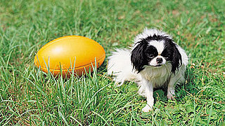 Football Games For Dogs
