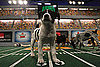 What Do You Know About the Puppy Bowl?