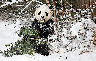 Tai Shan's Last Snowy DC Romp Before Dulles—Chengdu Direct