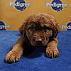 Into the Huddle With All the Best of My Puppy Bowl Coverage!
