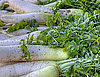 How to Select and Prepare Daikon Radishes