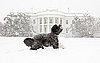 Bo Obama Takes a Bite Outta . . . Snow