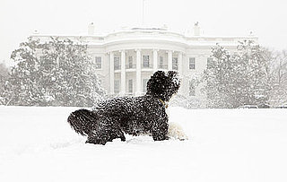 Bo Obama Takes a Bite Outta . . . Snow