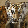 Can You ID All Six Subspecies in Time For the Year of the Tiger?