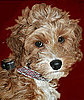 This Dog Collar Costs How Much?!