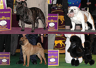 2010 Non-Sporting Group Winners at Westminster
