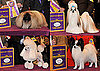 2010 Toy Group Winners at Westminster