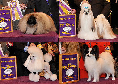 2010 Toy Group Winners at Westminster