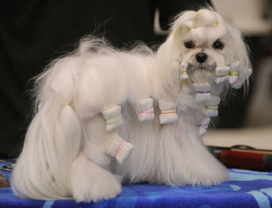 It's Almost Time — Peep Pretty Pups Prepping for Westminster