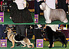 2010 Herding Group Winners at Westminster