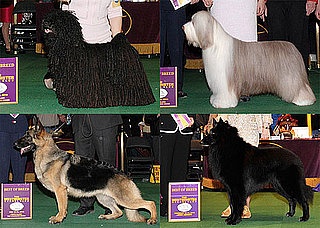 2010 Herding Group Winners at Westminster