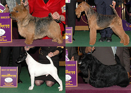 2010 Terrier Group Winners at Westminster