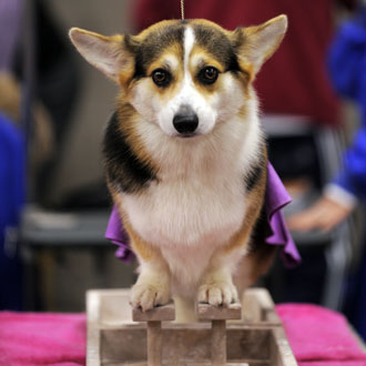 Guess What Breed Super Quiz: 2010 Westminster Edition! Guess What Breed Super Quiz: 2010 Westminster Edition!