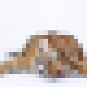 Chinese Zodiac: Guess the Animal Sign! 