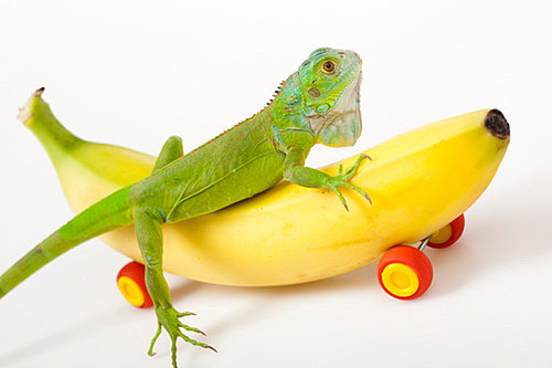 Have You Ever Owned a Reptile or Amphibian?