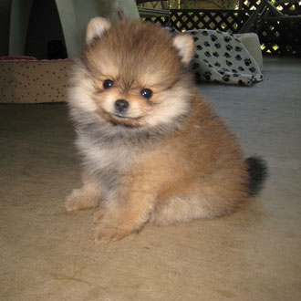 Puppy Breed Quiz 2011-03-22 12:00:00 Puppy Breed Quiz 2011-03-22 12:00:00