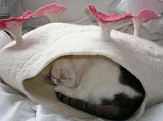 Your Kitty Needs a Katzenhöhle: In the LINK of an Eye! 
