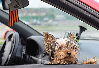 What Do You Know About Yorkshire Terriers?