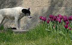 Composting Is Dangerous For Pets Composting Is Dangerous For Pets