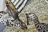 Get a Sneak Peek at this Three-Day-Old Baby Giraffe Before Public Debut!