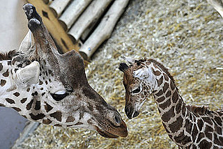 Get a Sneak Peek of a Baby Giraffe Before Its Public Debut!
