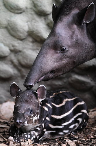 Is This Creature Cool or Creepy? Is This Creature Cool or Creepy?