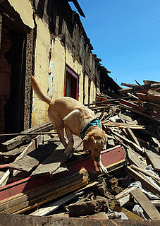 Help Animal Rescue in Haiti and Chile: In the LINK of an Eye!