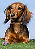What Do You Know About Dachshunds?
