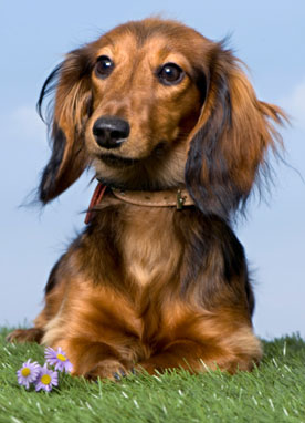 What Do You Know About Dachshunds?