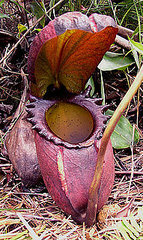 This Plant Lives to Eat Poop