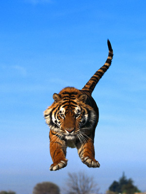 11 Rare Tigers Starve to Death at China Zoo by Robin Frayer