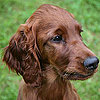 Guess What Breed Super Quiz: St. Patrick's Day Edition!
