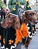 What Do You Know About Irish Setters?