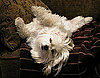 Do Tell: Are Your Pets Allowed on the Couch?