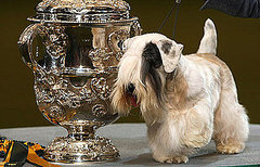 British Dog Show Says "No Makeup on Dogs, Please"